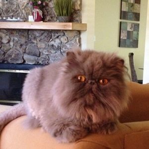 Meet your Posher, Janis